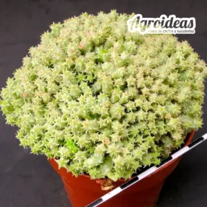 Euphorbia mammillaris "prolifera" variegata