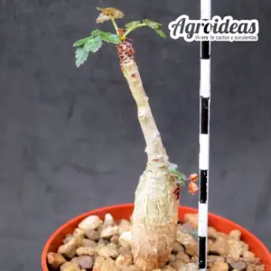 Boswellia dioscoridis