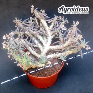 Euphorbia cylindrifolia ssp. tuberifera «Gran Ejemplar»