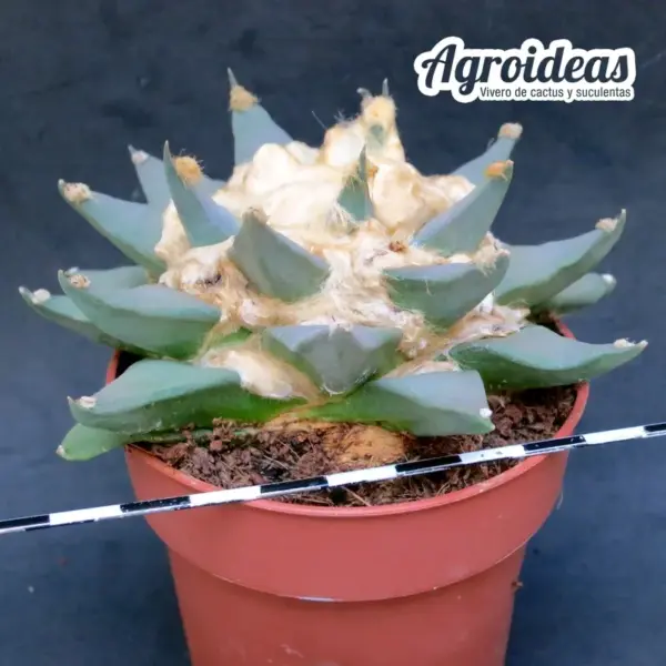 Ariocarpus furfuraceus - Imagen 2