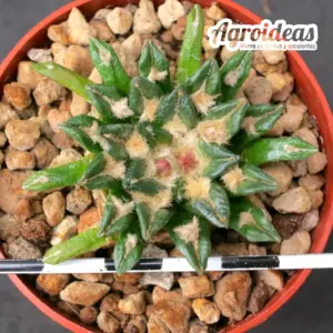 Aricarpus X kotschoubeyanus "12 años ejemplar"