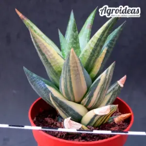 Haworthia glabrata “variegata”