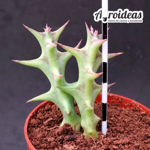Orbea maculata ssp. maculata - Imagen 2