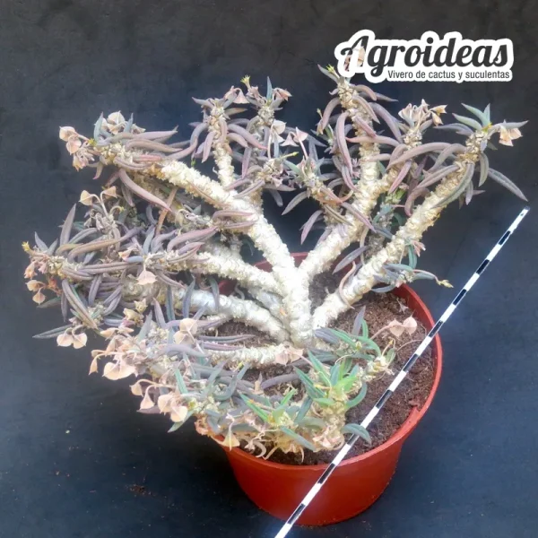 Euphorbia cylindrifolia ssp. tuberifera «Gran Ejemplar» - Imagen 2
