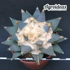 Ariocarpus furfuraceus