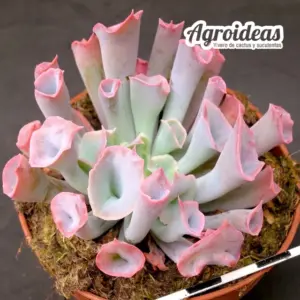 Echeveria "Pink Trumpet"
