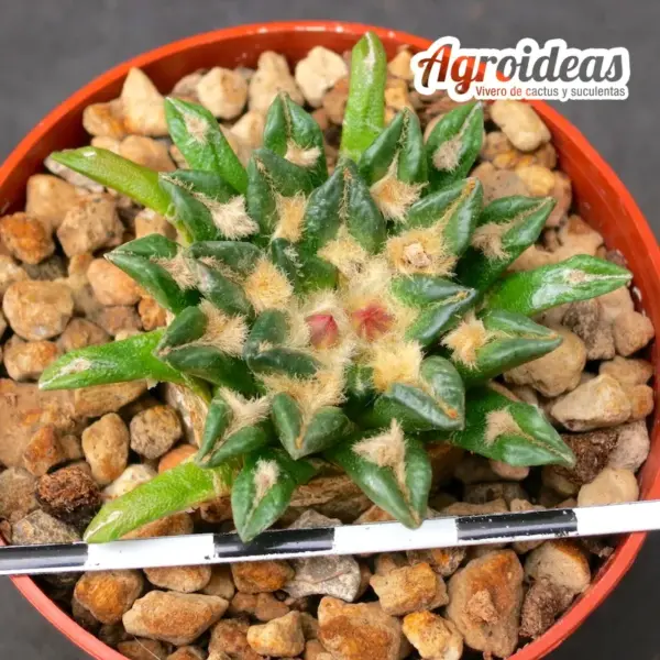 Aricarpus X kotschoubeyanus "12 años ejemplar" - Imagen 2