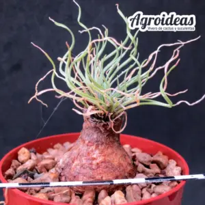 Ledebouria leptophylla