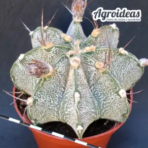 Astrophytum capricorne var. niveum "Ejemplar" MØ-11cm