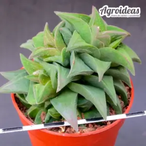 Astroworthia "Ex. Agroideas" Astroloba X Haworthia