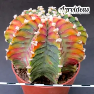 Gymnocalycium mihanowichii "Ejemplar Variegata"