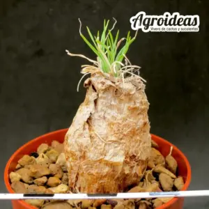 Ledebouria lephrostacha