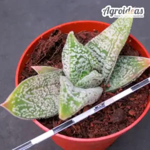 Gasteria ellaphiae