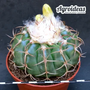 Discocactus placentiformis "Ejemplar"