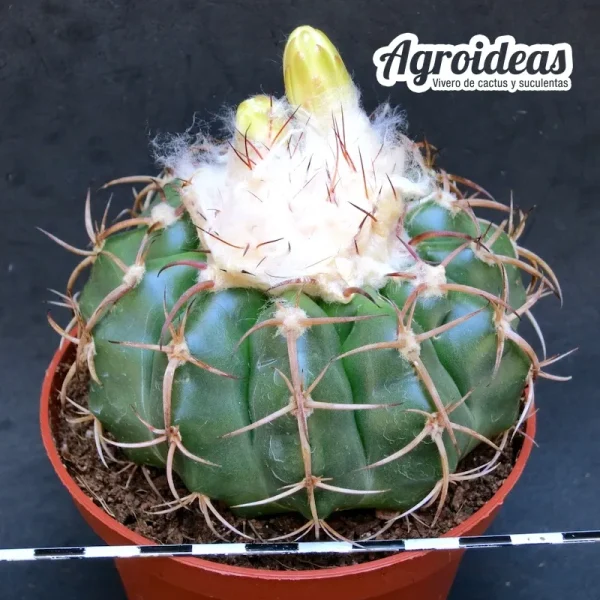 Discocactus placentiformis "Ejemplar"