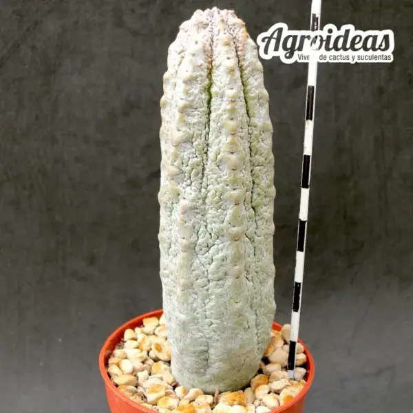 Euphorbia abdelkuri