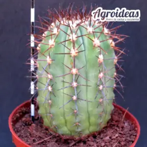 Copiapoa marginata "Ejemplar" MØ-11cm