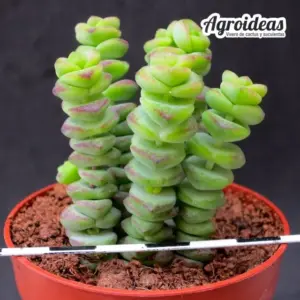Crassula rupestris "Tom Thumb"