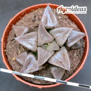 Haworthia híbrida