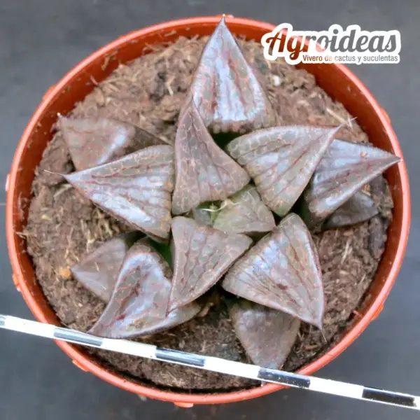 Haworthia híbrida