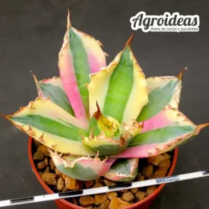 Agave titanota "Snaggle Tooth"