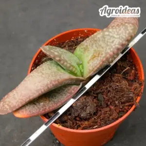 Gasteria vlokii