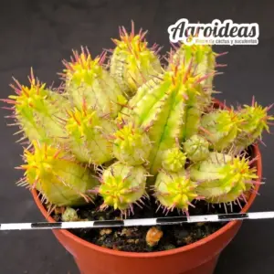 Euphorbia aggregata "variegata"