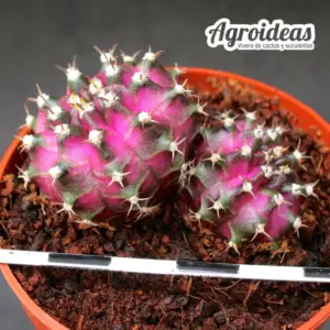 Gymnocalycium mihanowichii «T-Rex» Bicéfalo