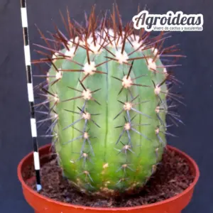 Copiapoa marginata "Ejemplar" MØ-11cm