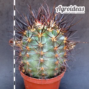 Echinocereus lindsayi "Gran ejemplar"