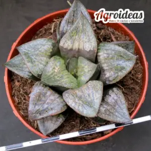 Haworthia X splendens "híbrida"