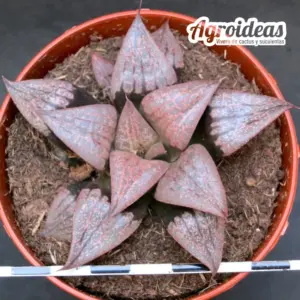 Haworthia híbrida