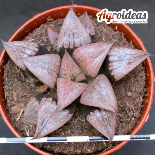 Haworthia híbrida