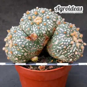 Astrophytum asterias "Selección"