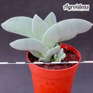 Crassula falcata