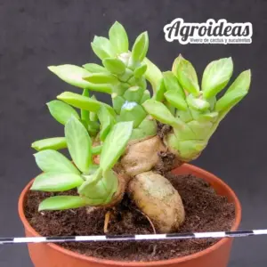 Euphorbia lugardiae "caudex"