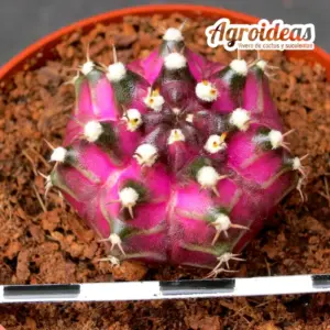 Gymnocalycium mihanowichii «T-Rex»