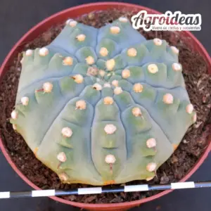 Gymnocalycium vatterii var. brevispinus "Ejemplar" MØ-11cm
