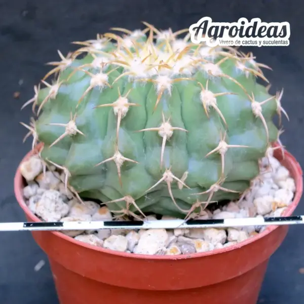 Discocactus placentiformis «Ejemplar MØ-8,5 cm» - Imagen 2