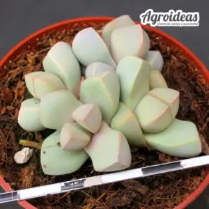 Lapidaria margaretae