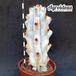 Stenocereus beneckei f. inermis