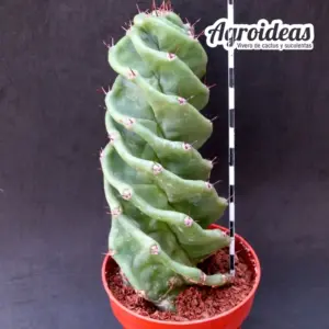 Cereus forbesii "Spiralis"