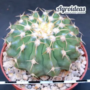 Discocactus placentiformis «Ejemplar MØ-8,5 cm»