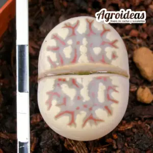 Lithops dorotheae "Zorro"