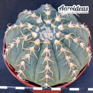 Gymnocalycium X triacanthum fr. tortuosa «Ex. Agroideas» Ejemplar MØ-11cm