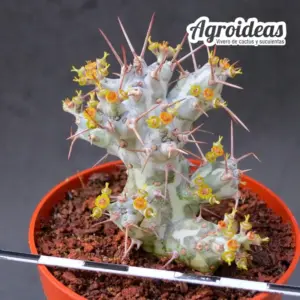Euphorbia horwoodii