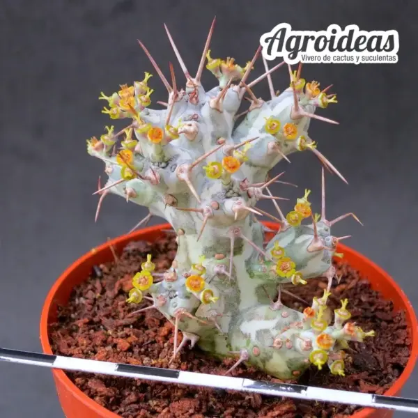 Euphorbia horwoodii