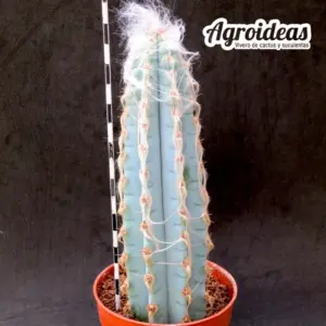 Pilosocereus glaucescens "Ejemplar"