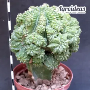 Aztekium ritteri “Gran ejemplar injertado”