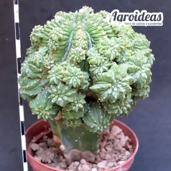 Aztekium ritteri “Gran ejemplar injertado”